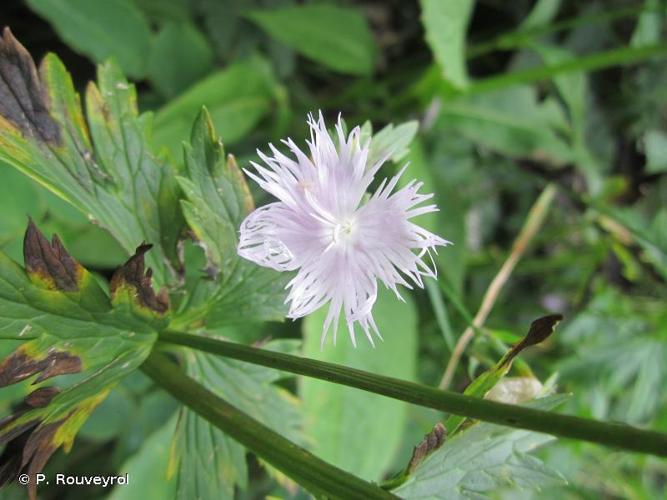 <i>Dianthus hyssopifolius</i> L., 1755 © P. Rouveyrol