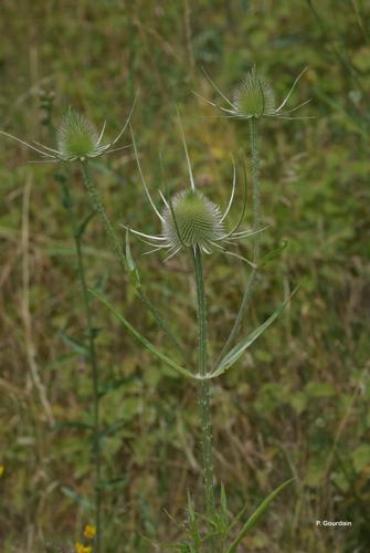 <i>Dipsacus fullonum</i> L., 1753 © P. Gourdain