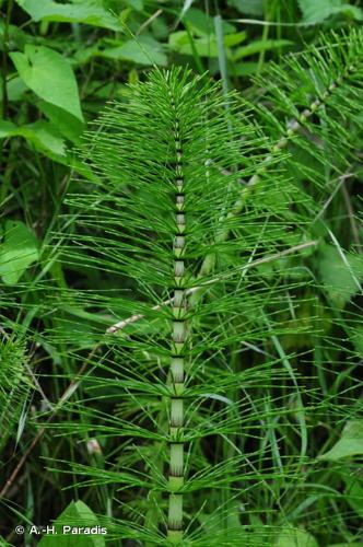 <i>Equisetum telmateia</i> Ehrh., 1783 © A.-H. Paradis & R. Poncet