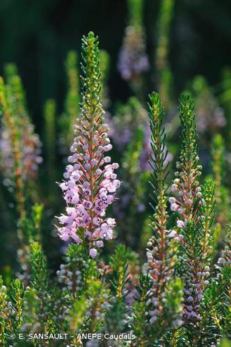 <i>Erica vagans</i> L., 1770 © E. SANSAULT - ANEPE Caudalis