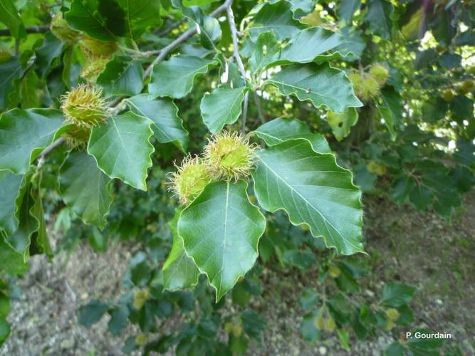 <i>Fagus sylvatica</i> L., 1753 © P. Gourdain