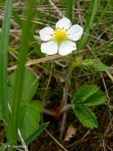 <i>Fragaria vesca</i> L., 1753 © P. Gourdain