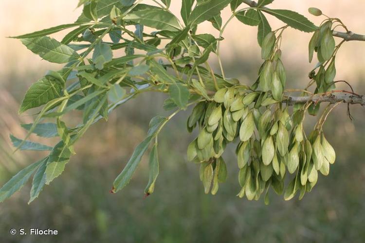 <i>Fraxinus excelsior</i> L., 1753 © S. Filoche