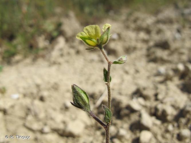 <i>Helianthemum salicifolium</i> (L.) Mill., 1768 © H. Tinguy