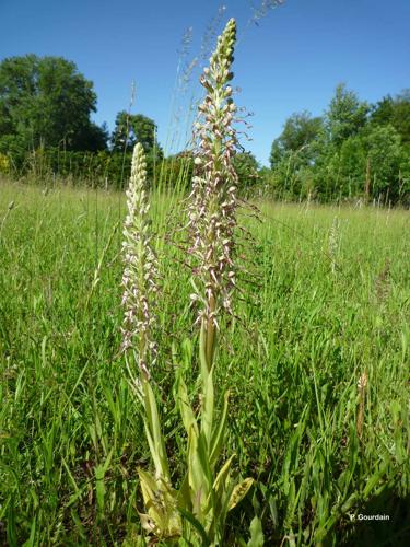 <i>Himantoglossum hircinum</i> (L.) Spreng., 1826 © P. Gourdain