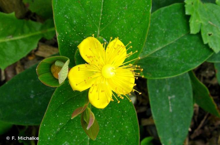 <i>Hypericum androsaemum</i> L., 1753 © F. Michalke
