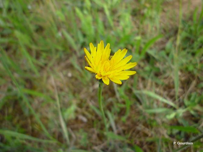 <i>Hypochaeris radicata</i> L., 1753 © P. Gourdain