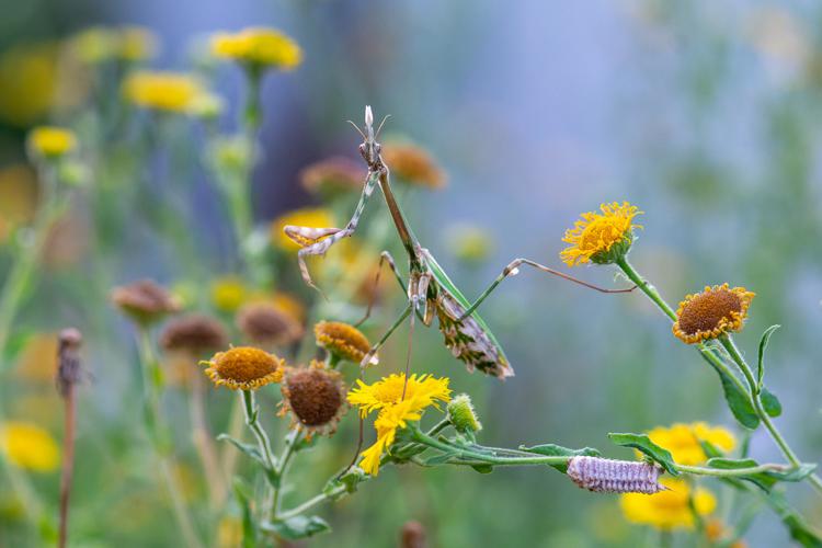 Empusa pennata © Romain Baghi