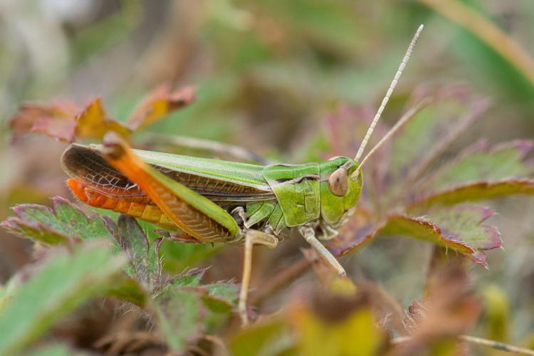 Stenobothrus lineatus lineatus © Romain Baghi