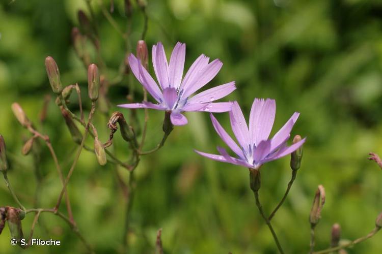<i>Lactuca perennis</i> L., 1753 © S. Filoche