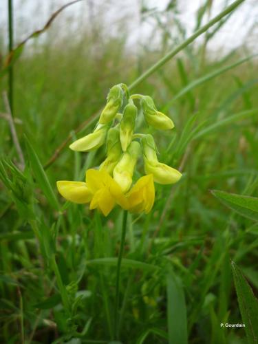 <i>Lathyrus pratensis</i> L., 1753 © P. Gourdain