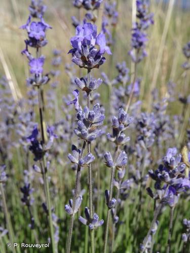 <i>Lavandula angustifolia</i> Mill., 1768 © P. Rouveyrol