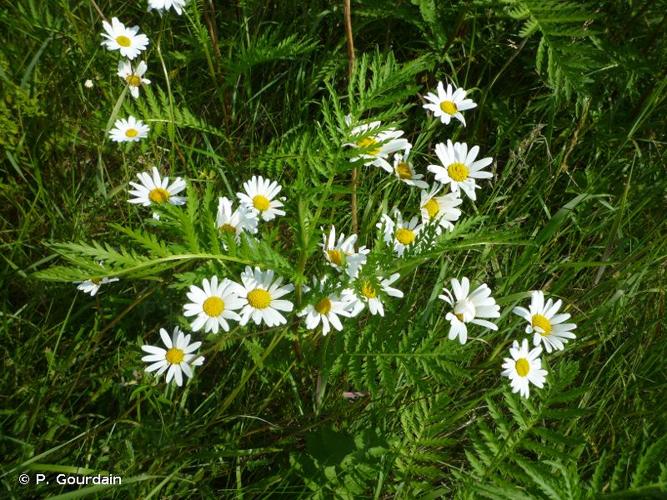 <i>Leucanthemum vulgare</i> Lam., 1779 © P. Gourdain