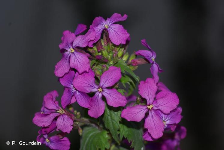 <i>Lunaria annua</i> L., 1753 © P. Gourdain