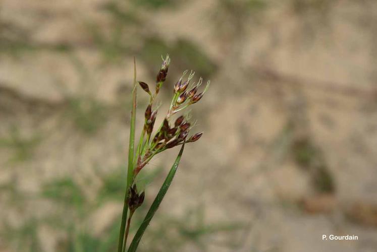 <i>Luzula forsteri</i> (Sm.) DC., 1806 © P. Gourdain