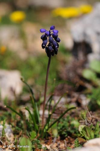 <i>Muscari neglectum</i> Guss. ex Ten., 1842 © A.-H. Paradis & R. Poncet