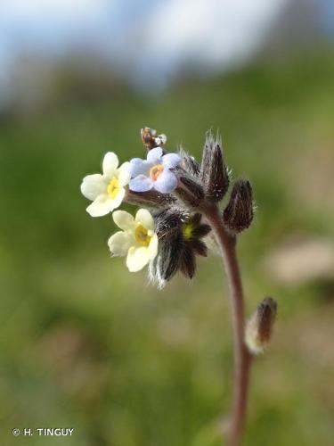 <i>Myosotis discolor</i> Pers., 1797 © H. TINGUY