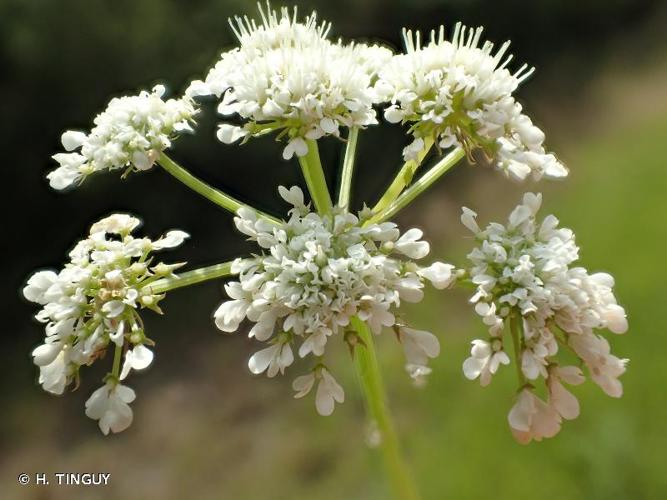 <i>Oenanthe pimpinelloides</i> L., 1753 © H. TINGUY