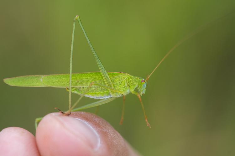 Phaneroptera falcata © Romain Baghi