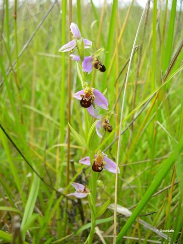 <i>Ophrys apifera</i> Huds., 1762 © P. Gourdain