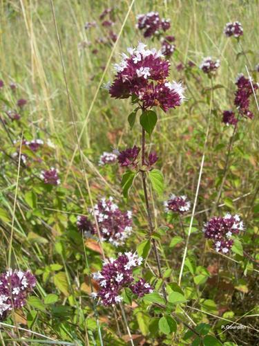 <i>Origanum vulgare</i> L., 1753 © P. Gourdain