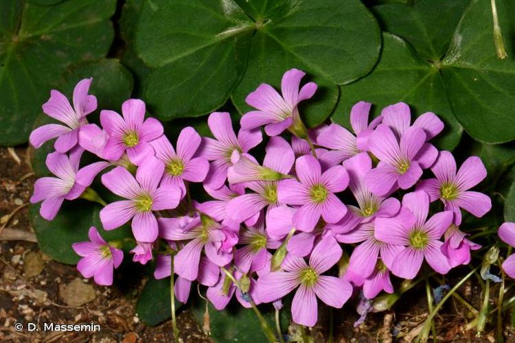 <i>Oxalis articulata</i> Savigny, 1798 © D. Massemin