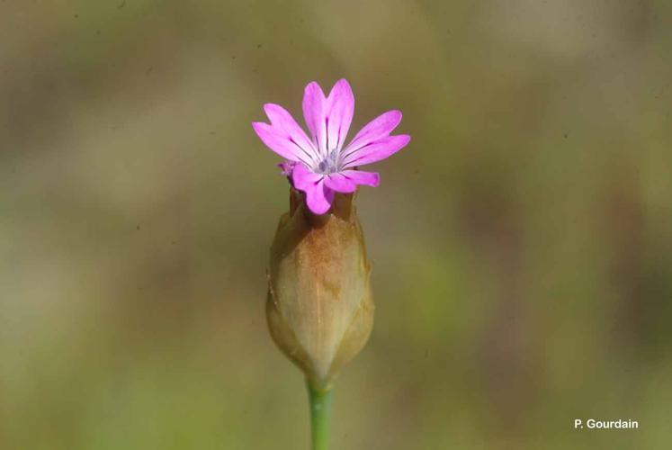 <i>Petrorhagia prolifera</i> (L.) P.W.Ball & Heywood, 1964 © P. Gourdain