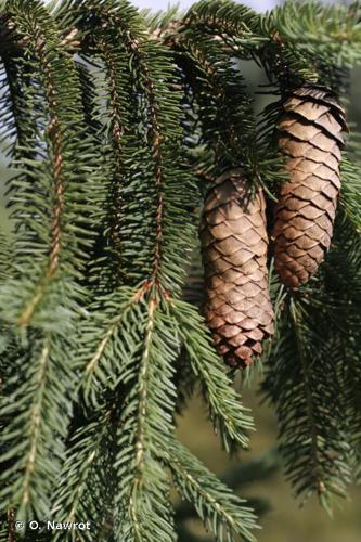 <i>Picea abies</i> (L.) H.Karst., 1881 © O. Nawrot