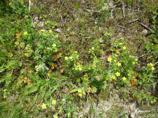 <i>Potentilla argentea</i> L., 1753 © P. Gourdain
