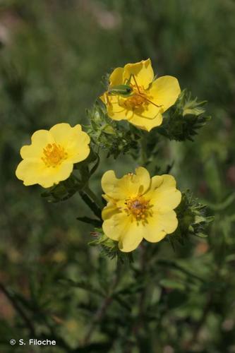 <i>Potentilla recta</i> L., 1753 © S. Filoche