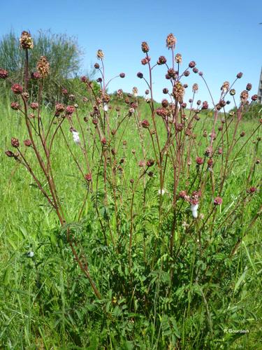 <i>Poterium sanguisorba</i> L., 1753 © P. Gourdain