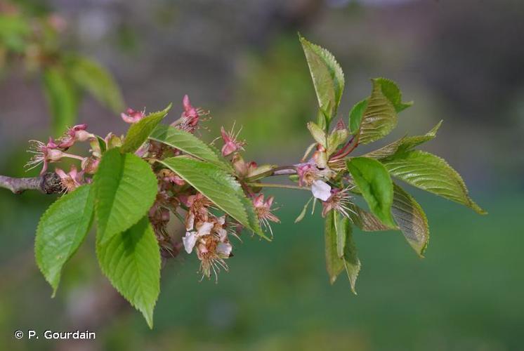 <i>Prunus avium</i> (L.) L., 1755 © P. Gourdain