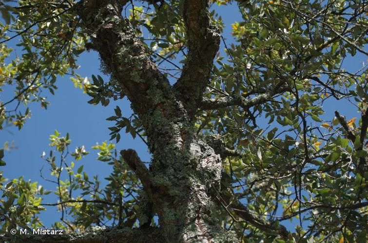 <i>Quercus suber</i> L., 1753 © M. Mistarz