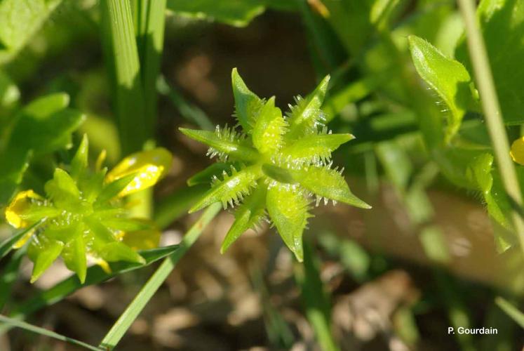 <i>Ranunculus parviflorus</i> L., 1758 © P. Gourdain