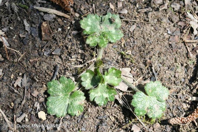 <i>Ranunculus serpens</i> Schrank, 1789 © R. Dupré MNHN/CBNBP