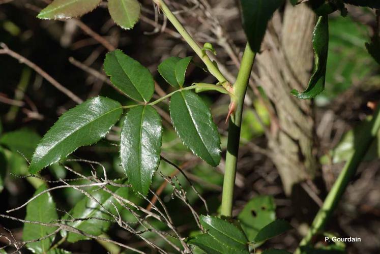 <i>Rosa sempervirens</i> L., 1753 © P. Gourdain