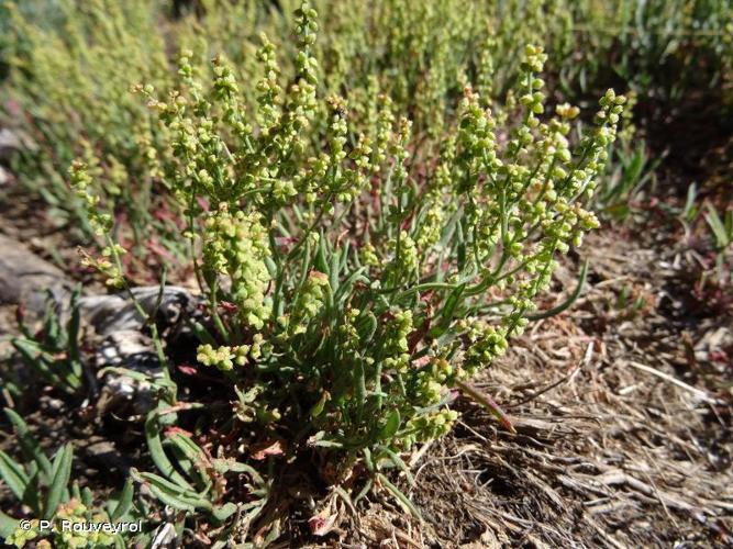 <i>Rumex acetosella</i> L., 1753 © P. Rouveyrol