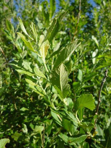 <i>Salix cinerea</i> L., 1753 © P. Gourdain