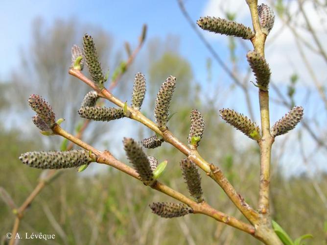 <i>Salix purpurea</i> L., 1753 © A. Lévêque