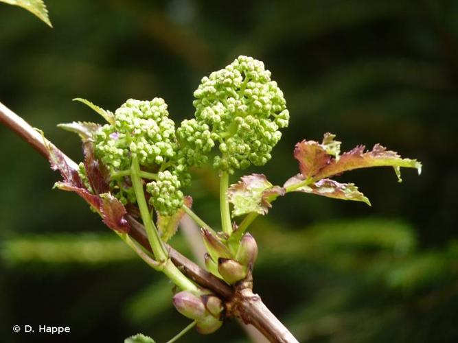 <i>Sambucus racemosa</i> L., 1753 © D. Happe