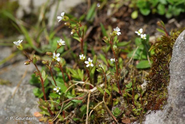 <i>Saxifraga tridactylites</i> L., 1753 © P. Gourdain