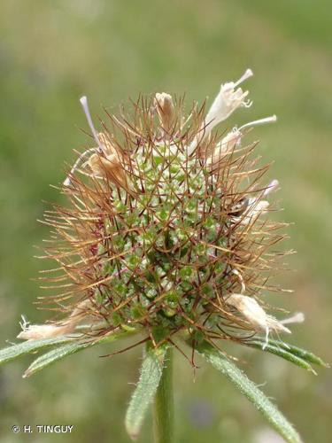 <i>Scabiosa atropurpurea</i> L., 1753 © H. TINGUY