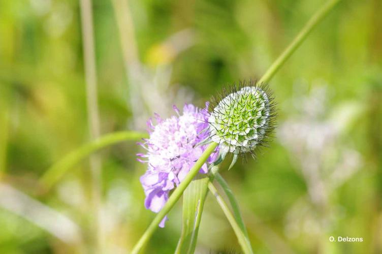 <i>Scabiosa columbaria</i> L., 1753 © O. Delzons