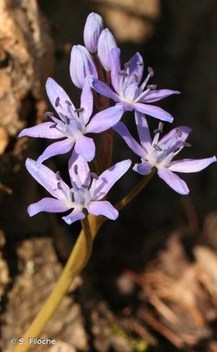 <i>Scilla bifolia</i> L., 1753 © S. Filoche