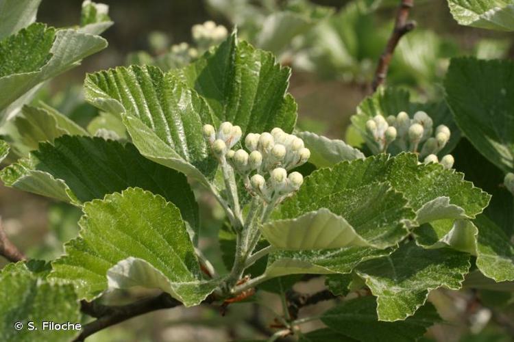 <i>Sorbus aria</i> (L.) Crantz, 1763 © S. Filoche