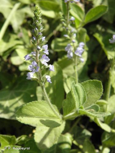 <i>Veronica officinalis</i> L., 1753 © P. Rouveyrol