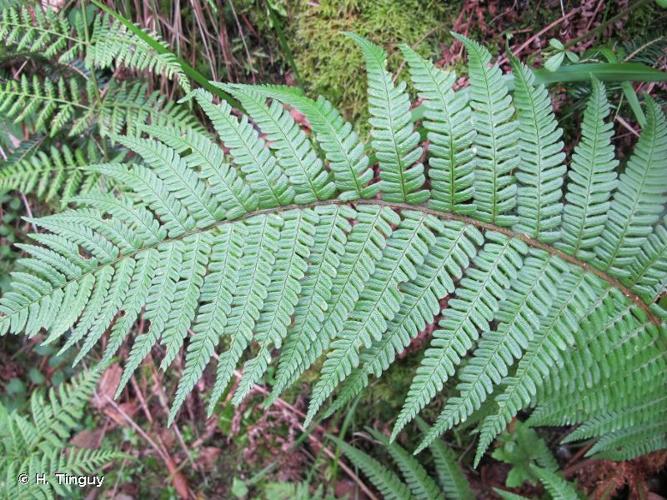 <i>Dryopteris affinis </i>subsp.<i> affinis</i> (Lowe) Fraser-Jenk., 1979 © H. Tinguy