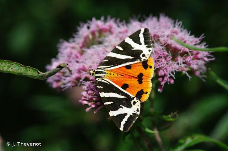 <i>Euplagia quadripunctaria</i> (Poda, 1761) © J. Thevenot