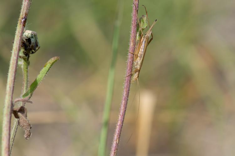 Oecanthus pellucens pellucens © Romain Baghi