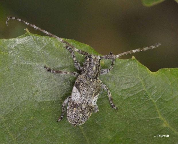 <i>Mesosa nebulosa</i> (Fabricius, 1781) © J. Touroult